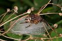 Larinioides_cornutus_D5052_Z_88_Les Gris_Frankrijk